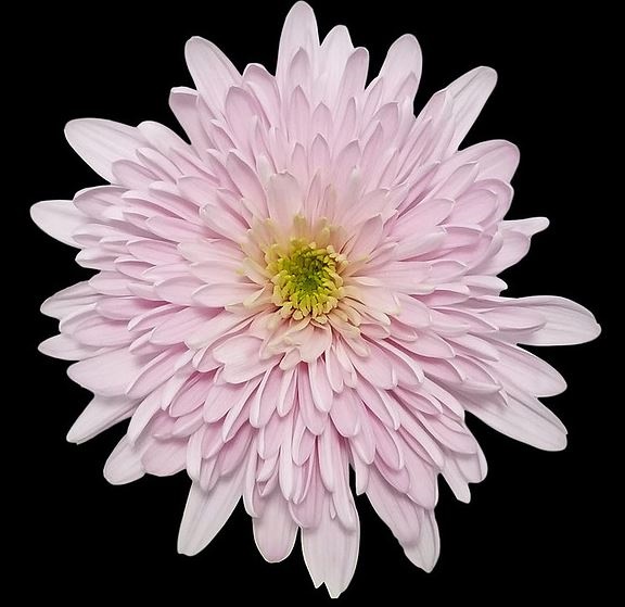 Chrysanthemums